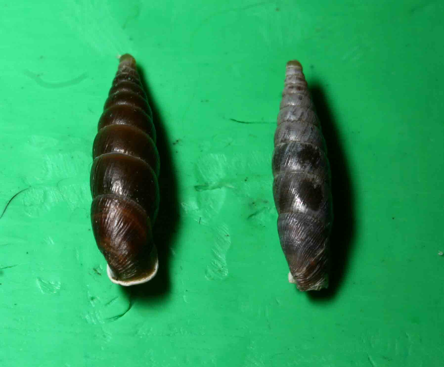 Cochlodina (Cochlodina) laminata laminata (Montagu, 1803)